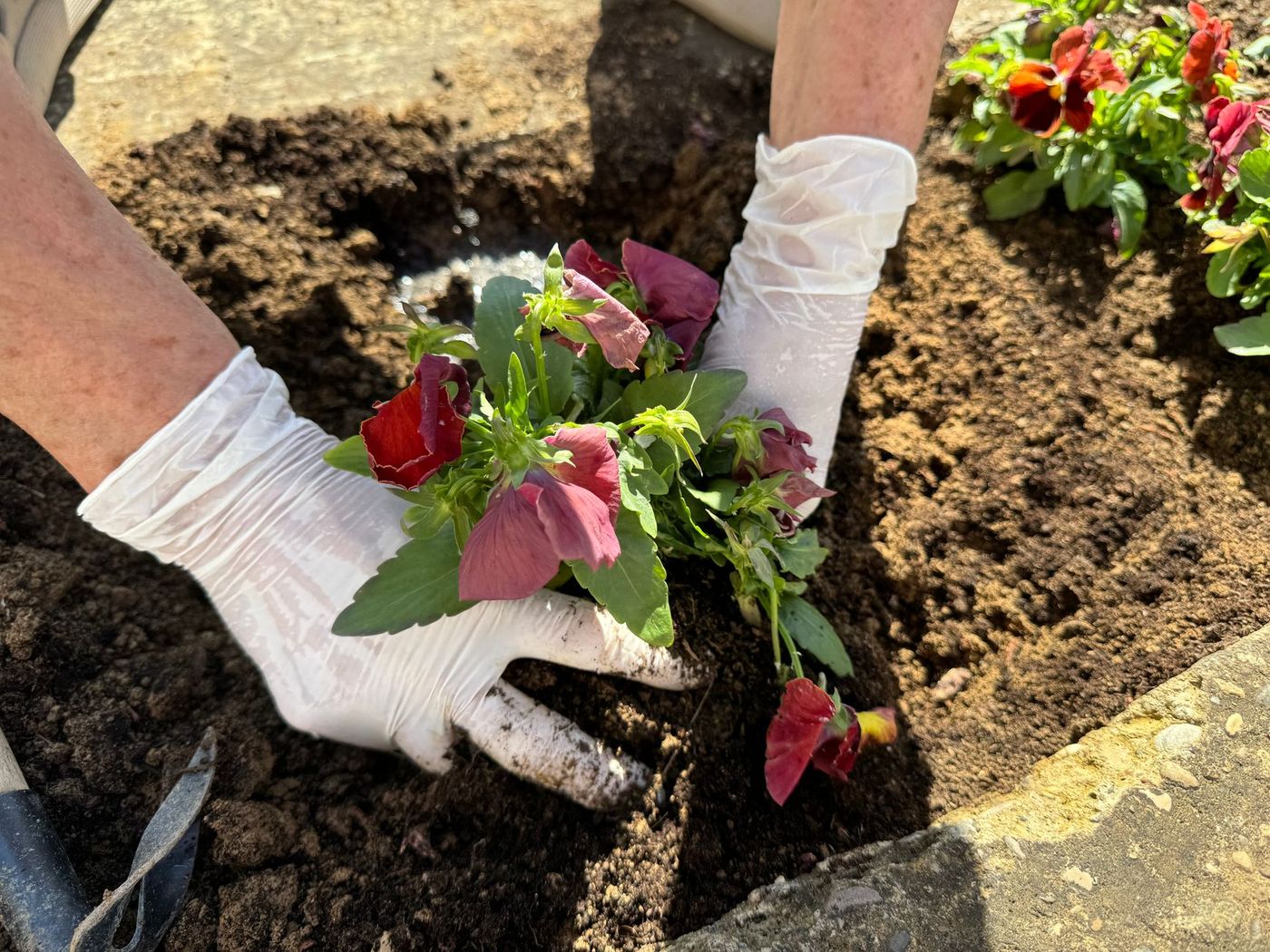 Gloved hands planting flowers in a fresh garden bed