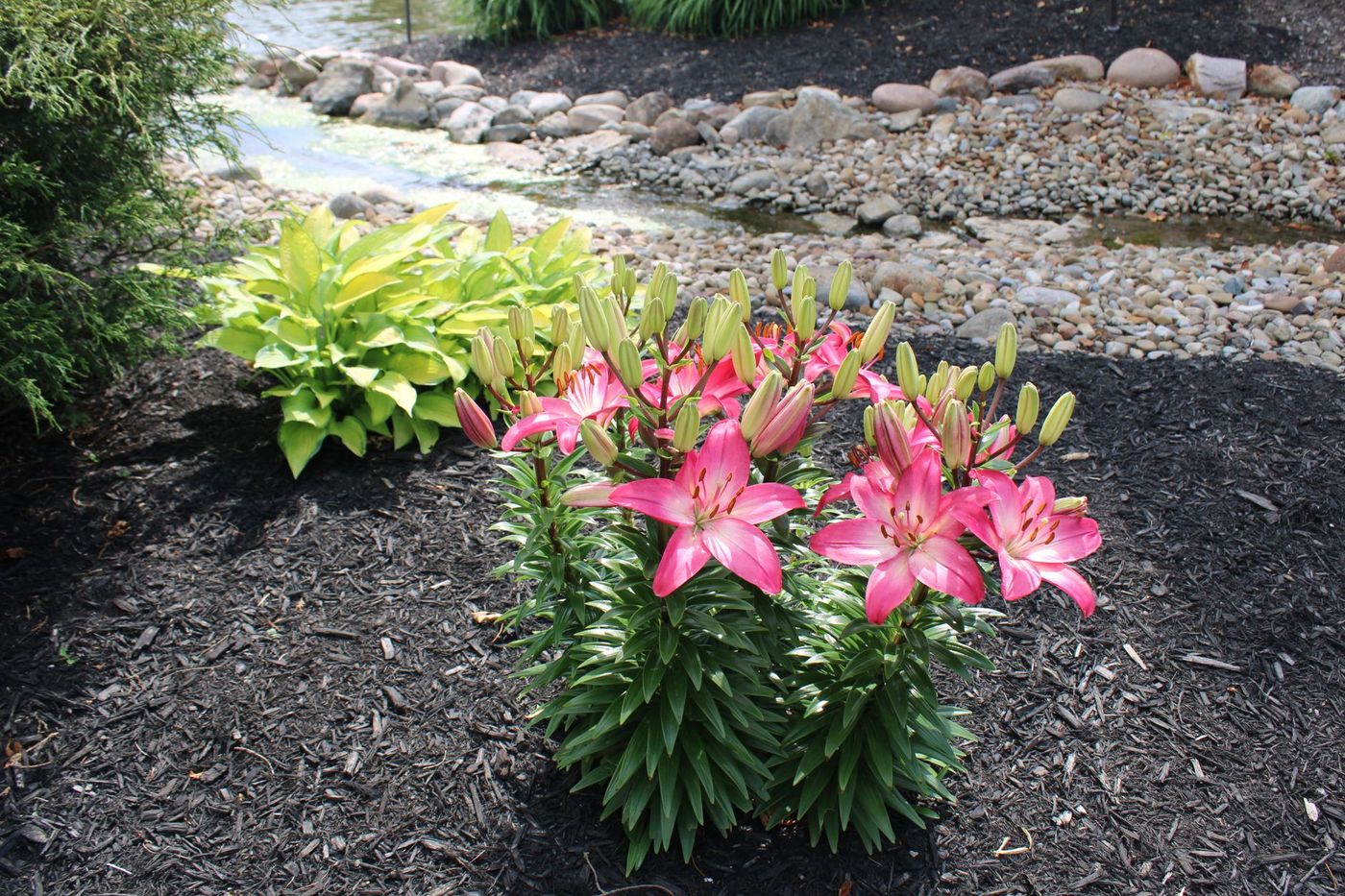 Lilies planted in a dark mulched bed beside a stone creek bed
