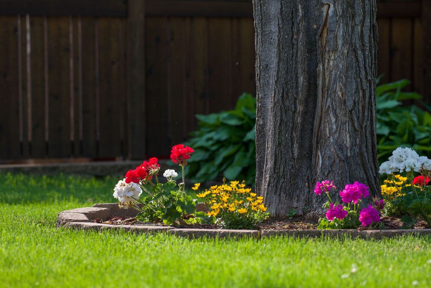 Flower bed circling a mature tree trunk in a fenced yard