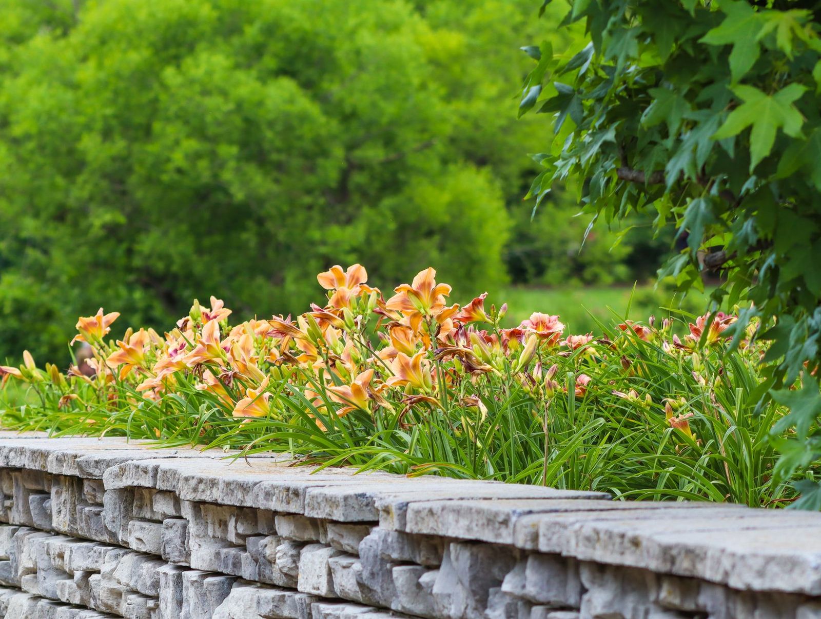 Stone garden wall topped with blooming daylilies