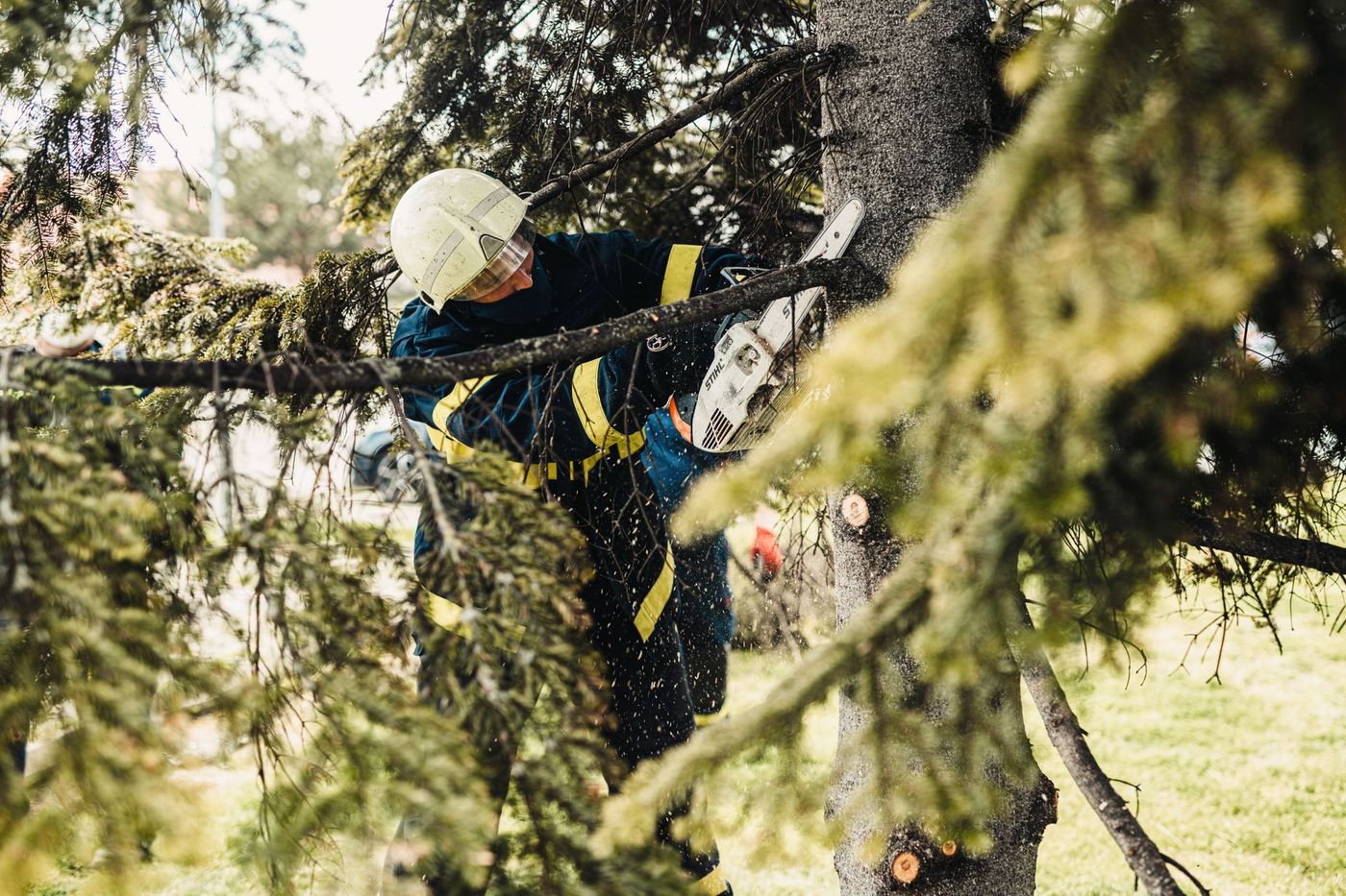 Climber pruning branches inside an evergreen tree