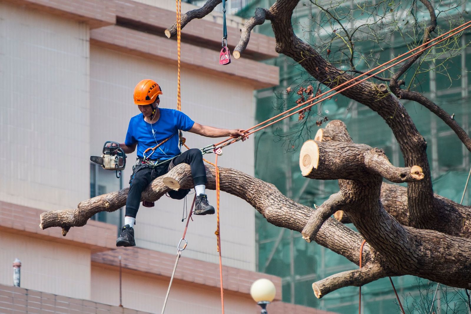 Climber on ropes trimming a large tree limb